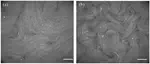 Statistical properties of autonomous flows in 2D active nematics