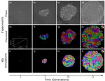 Geometry and Mechanics of Microdomains in Growing Bacterial Colonies