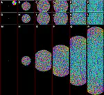 Confinement-induced self-organization in growing bacterial colonies